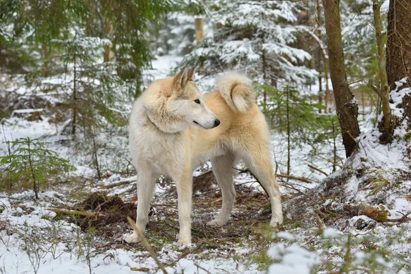 Jagd Auf Westsibirische Laika Winterwald — Stockfoto