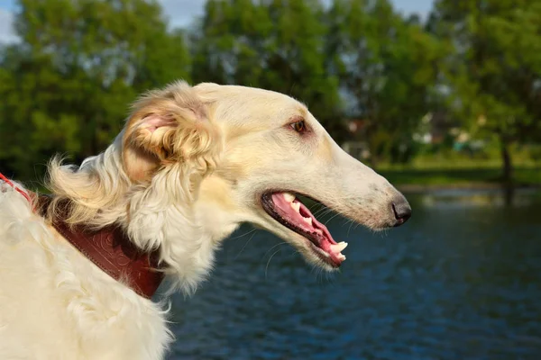 Portrate Van Witte Russische Wolfshond Hond Achtergrond Van Een Rivier — Stockfoto