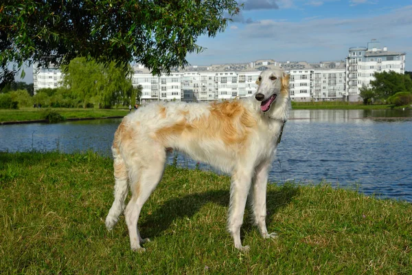 川の背景に白ロシア ウルフハウンド犬 — ストック写真