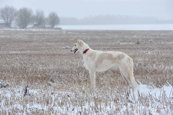 Bílý Ruský Vlkodav Pes Stojící Zimní Krajinu — Stock fotografie