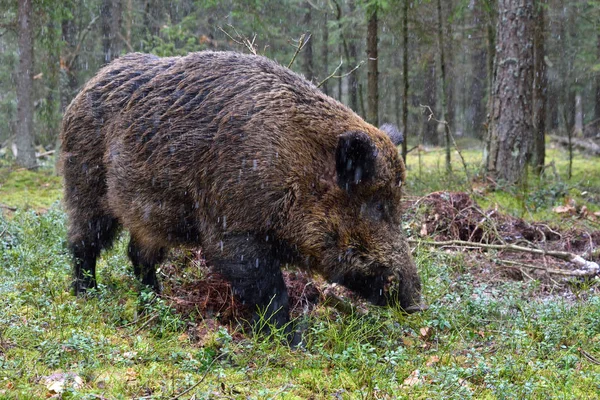 Grand Sanglier Marchant Dans Une Forêt Verte — Photo