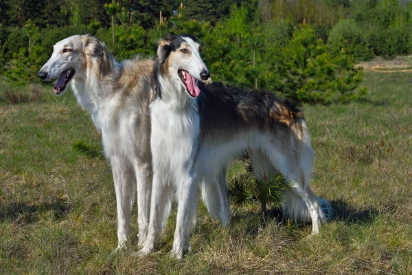 Svart Och Vitt Rysk Varghund Hundar Stående Lantlig Bakgrund — Stockfoto