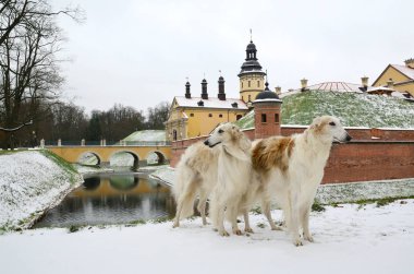 Kış Nesvizh kalede Rusya ve iki Rus köpekleri