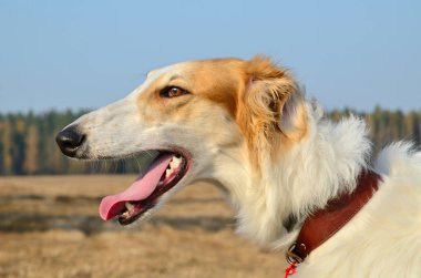 Sarı alan arka plan üzerinde bir Rus wolfhound köpek portresi