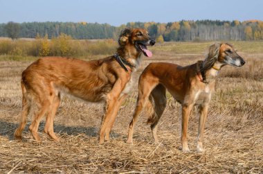 İki kahverengi Saluki veya kazak tazı Tazi sonbahar sahada