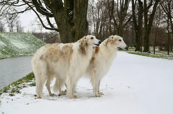 Caza Árboles Perros Lobo Ruso Pie Parque Invierno — Foto de Stock