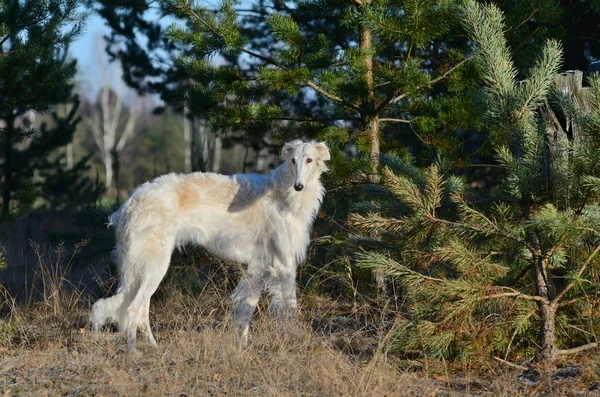 木材の背景に立っている白いロシアのボルゾイ犬 — ストック写真