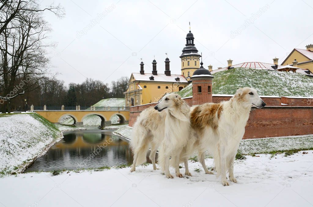 Winter Nesvizh Castle in Republic of Belarus and two russian wolfhounds