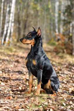 Orman sarı sonbahar backgraund üzerinde oturan güzel tan ve siyah Alman Pinscher