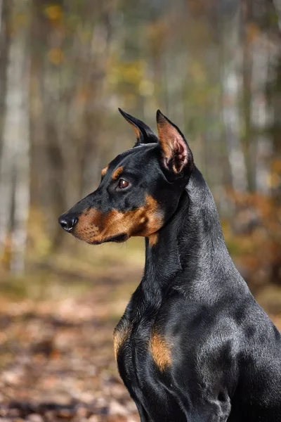 Retrato Pinscher Alemán Bronceado Negro Sobre Fondo Otoño Amarillo —  Fotos de Stock