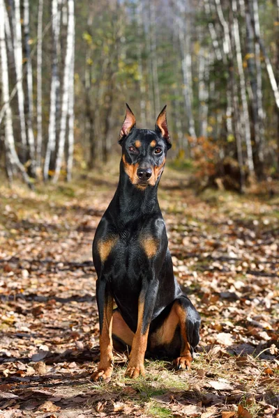 Schöner Braun Schwarzer Pinscher Sitzt Auf Einem Gelben Fallrückzieher — Stockfoto