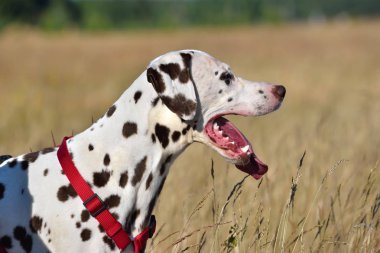 Kırsal bir arka plan üzerinde Dalmaçyalı köpeğin portresi