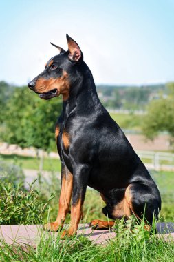 Tan ve siyah Alman Pinscher kırsal bir arka plan üzerinde oturan