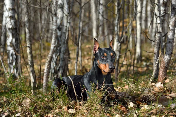 Mooie Tan Zwarte Duitse Pinscher Rusten Hout Een Gele Vallen — Stockfoto