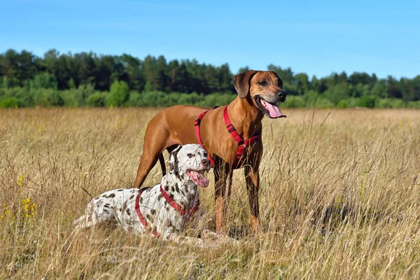 Broun Dalmatin Pes Pes Reasting Ridgeback Venkovských Pozaďových — Stock fotografie