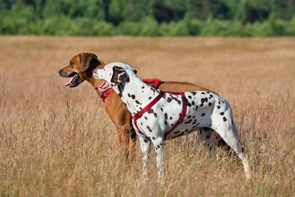 美丽的达尔马提亚狗和无独有偶狗站在农村背景上 — 图库照片