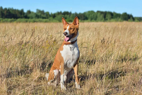 Roter Basenji Mit Weißen Markierungen Auf Ländlichem Hintergrund — Stockfoto