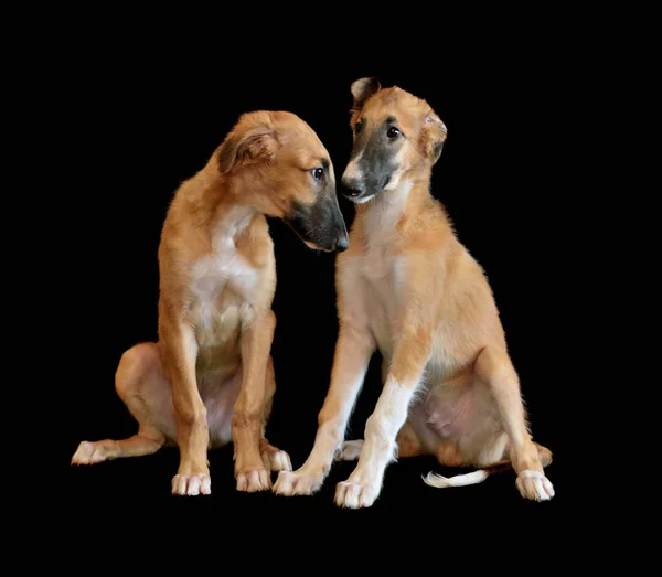 Два Маленьких Puppys Російська Псяча Хортиця Собак Сидить Чорному Тлі — стокове фото