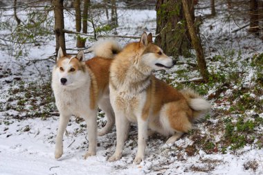 İki avcı Batı Sibirya Laikas kış orman