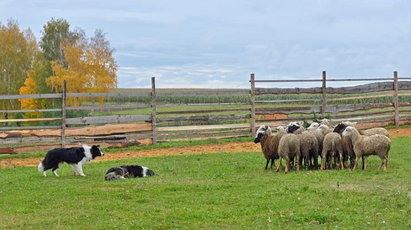 Two Border Collies Rounding Flock Sheep Meadow — Stock Photo, Image