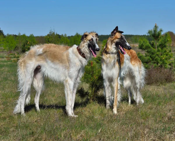 Due Grandi Cani Lupo Russo — Foto Stock