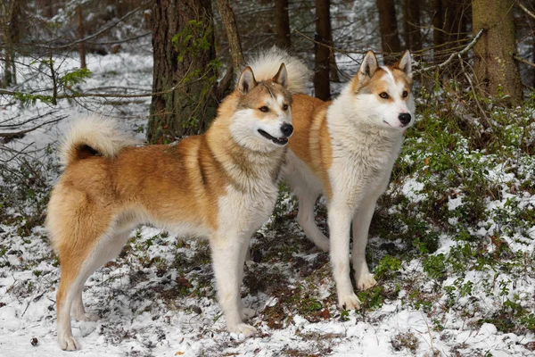 Two hunting West Siberian Laikas standing in a winter forest