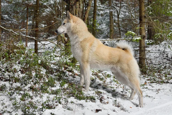 Laika Siberiana Occidental Cazando Bosque Invierno — Foto de Stock