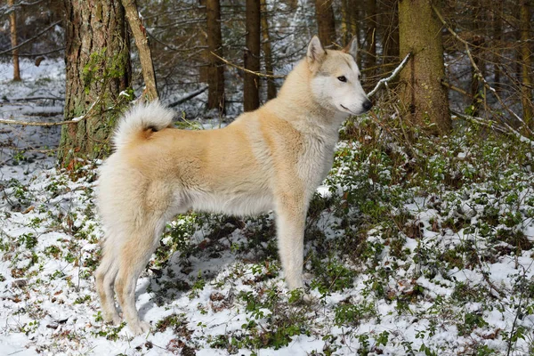 West Siberische Laika Staande Een Winter Bos — Stockfoto