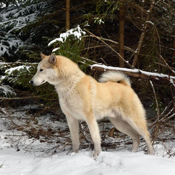 West Siberian Laika standing in a winter forest
