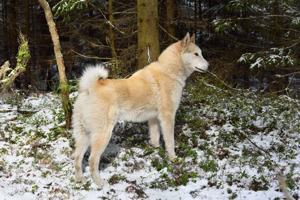 Caza Blanca Laika Siberiana Occidental Pie Bosque Invierno — Foto de Stock