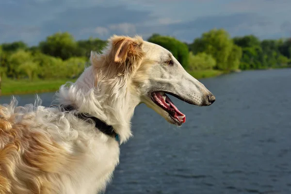 ポートレイト 川の背景に白いロシアのボルゾイ犬のオブ — ストック写真