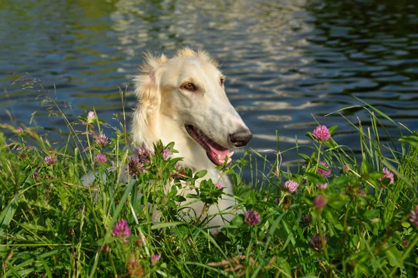Portrate Biały Rosyjski Borzoj Psa Czerwone Kwiaty Tle Rzeki — Zdjęcie stockowe