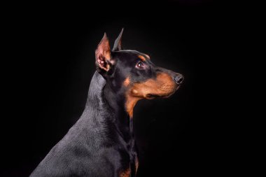 doberman portresi