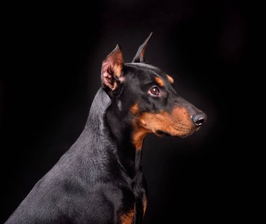 Doberman köpek portresi