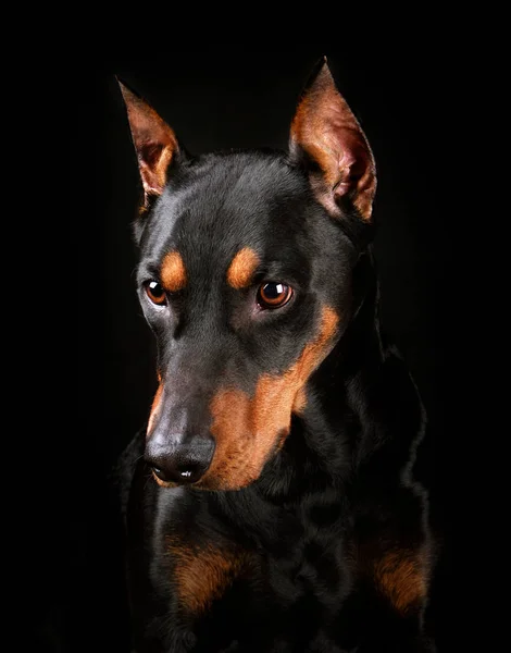 Ritratto di Pinscher tedesco abbronzato e nero — Foto Stock