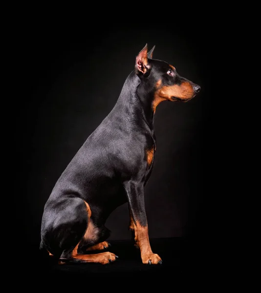 Cão preto — Fotografia de Stock