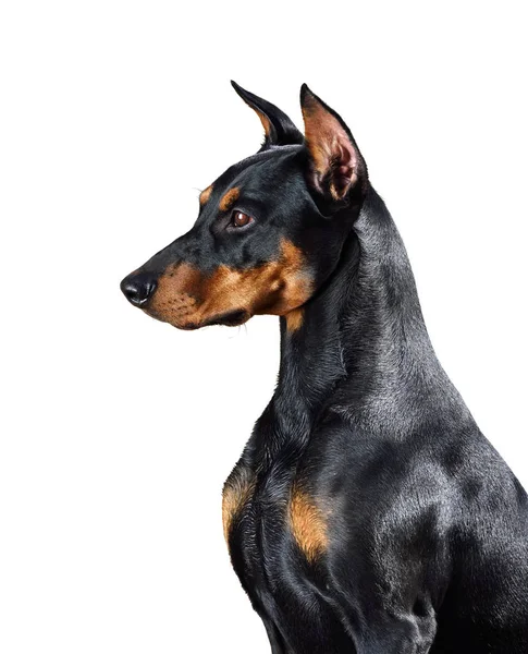 杜伯文犬的肖像 — 图库照片