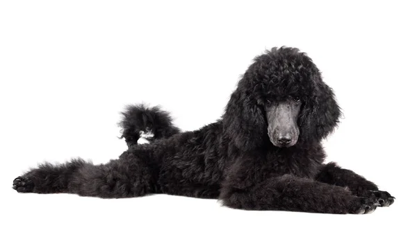 Štěně Poodle leží — Stock fotografie