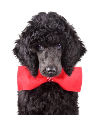 siyah kaniş köpek yavrusu