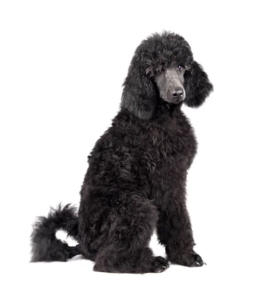 Cachorro poodle preto — Fotografia de Stock