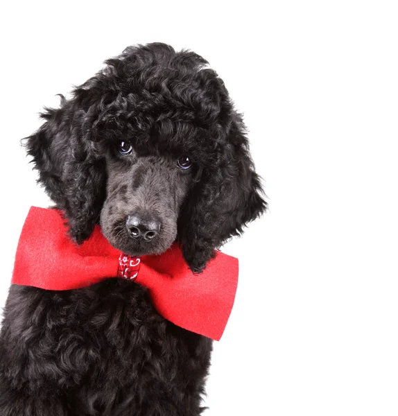 黒いプードルの子犬の肖像 — ストック写真