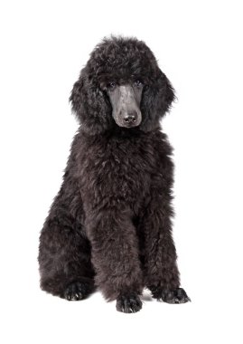 Siyah kaniş üç aylık köpek yavrusu