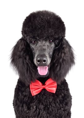 Siyah fino köpeği portresi