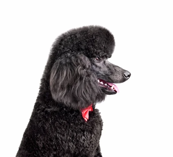Standard black poodle — Stock Photo, Image