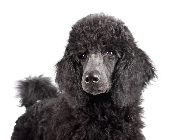 Portrait of black poodle puppy — Stock Photo, Image