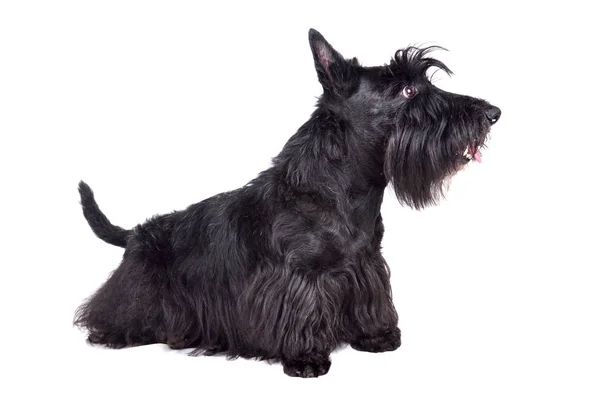 Schwarzer Scotch Terrier — Stockfoto