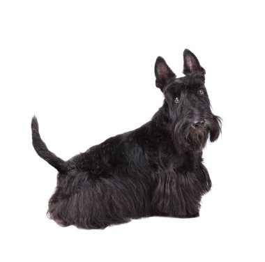 İzole scotch terrier köpek yavrusu