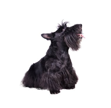Siyah scotch terrier köpek yavrusu