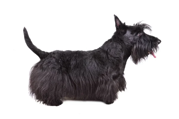 Isolierter Scotch Terrier Welpe — Stockfoto