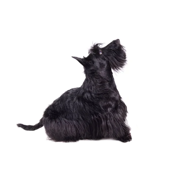 Black scotch terrier puppy — Stock Photo, Image